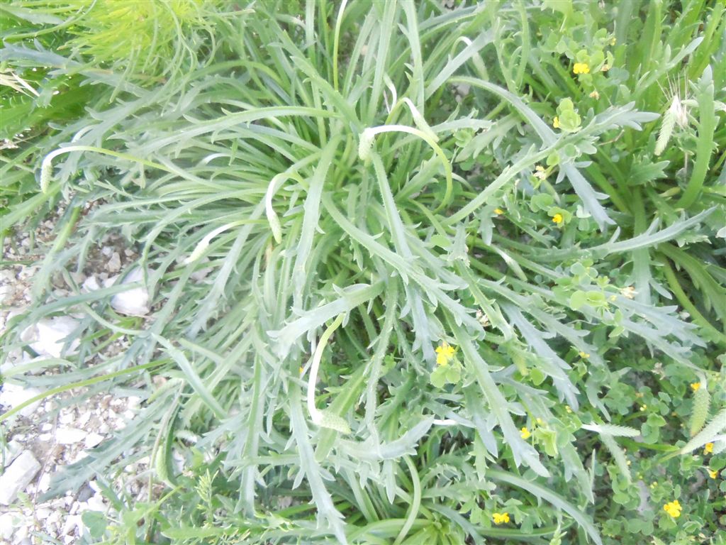 Pianta da identificare - Plantago sp.